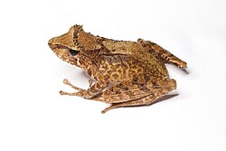 Facts About Tschenk’s Madagascar Frog 🐸