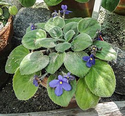 🌿 Facts about Streptocarpus teitensis 🌿